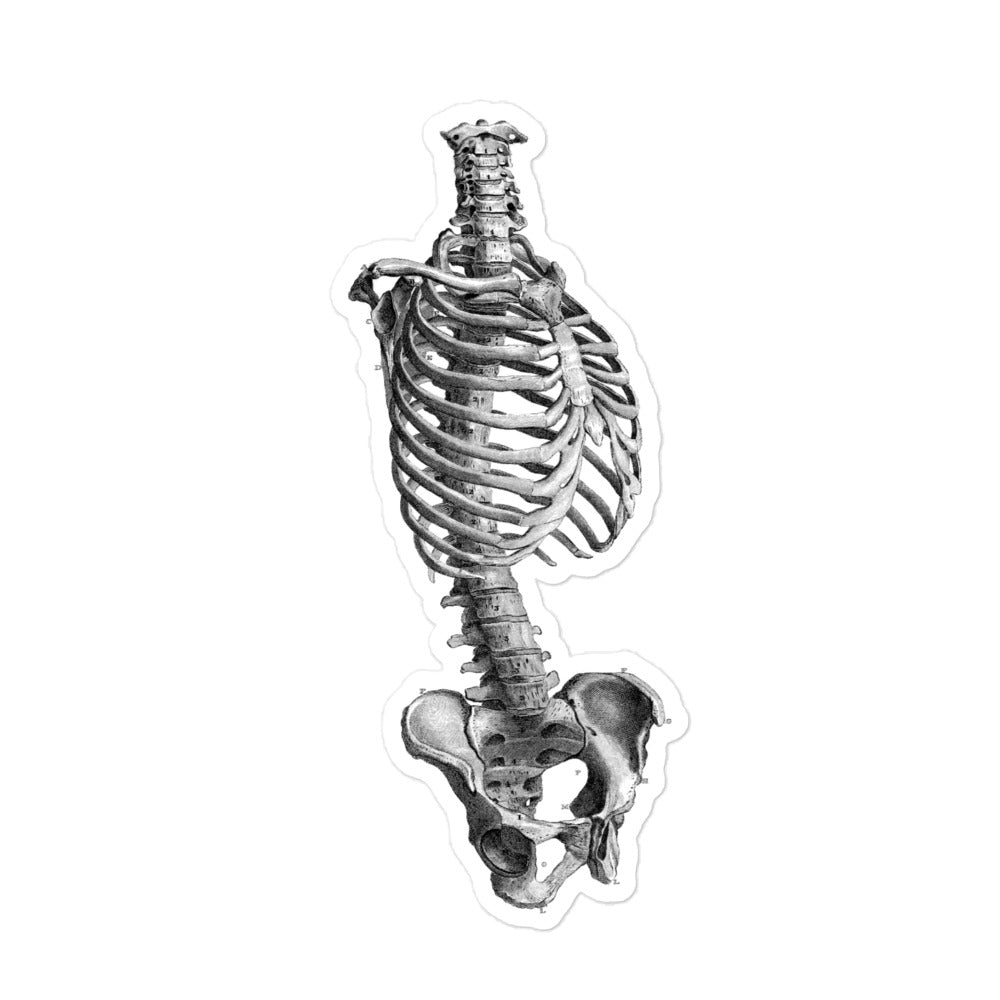 Human Skeleton Torso Vintage Medical Illustration Kiss-cut Sticker