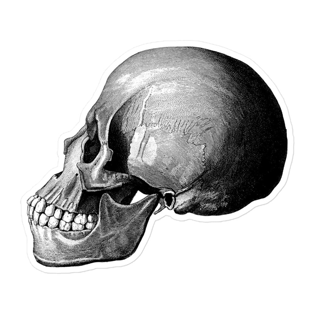 Profile View of Human Skull Vintage Illustration Kiss-cut Sticker