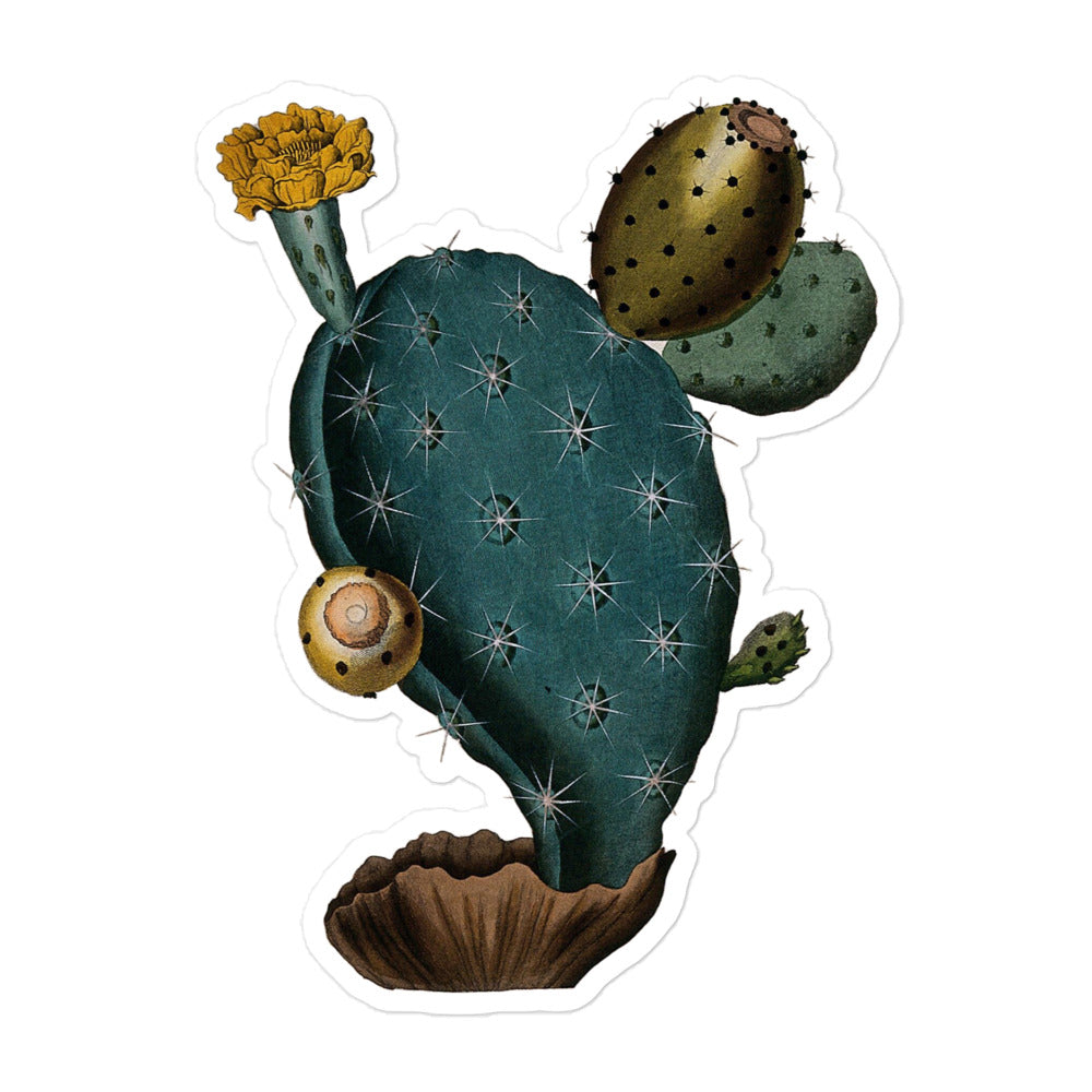 Prickly Pear Cactus, Flowering and Fruiting, Ihle Illustration 1800 Kiss-cut Sticker