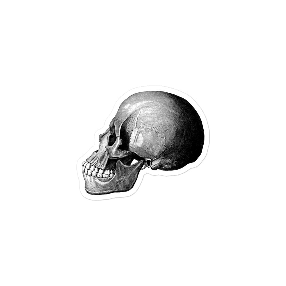 Profile View of Human Skull Vintage Illustration Kiss-cut Sticker