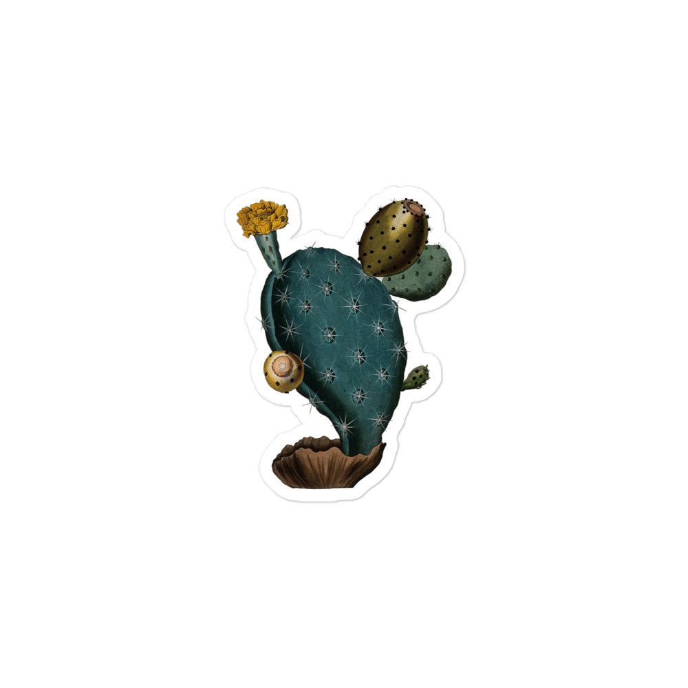 Prickly Pear Cactus, Flowering and Fruiting, Ihle Illustration 1800 Kiss-cut Sticker