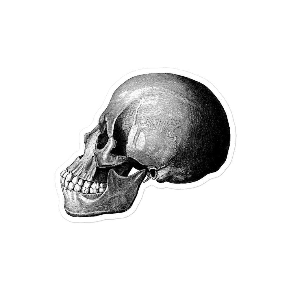 Profile View of Human Skull Vintage Illustration Kiss-cut Sticker