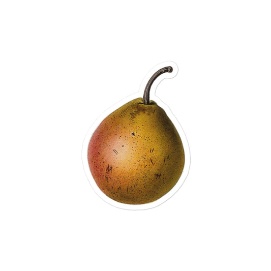 Pear Cultivar Etching by W. Clark after Mrs Withers 1835 Kiss-cut Sticker