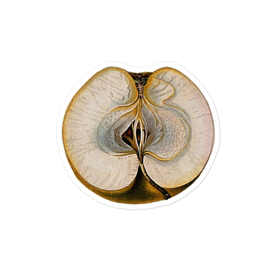 Malcarle Apple Half by Clark & Withers (1830) Kiss-cut Sticker