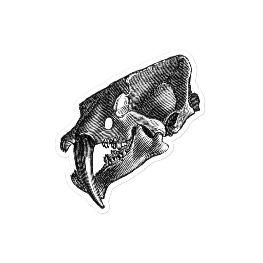 Smilodon Skull Vintage Illustration Kiss-cut Sticker