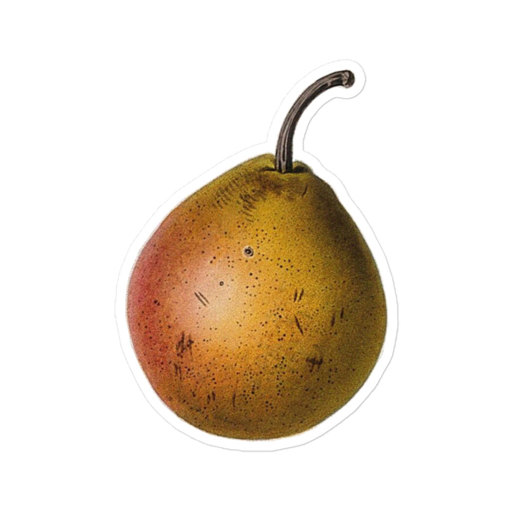 Pear Cultivar Etching by W. Clark after Mrs Withers 1835 Kiss-cut Sticker