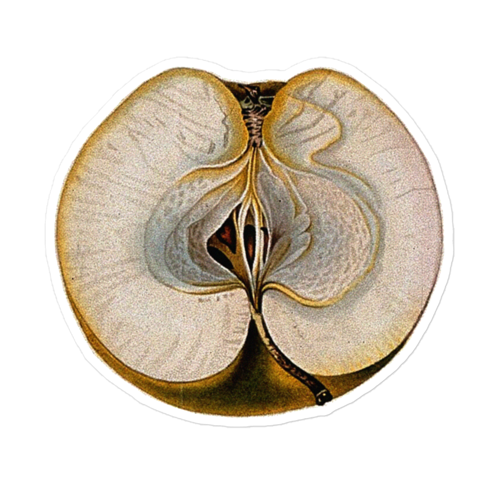 Malcarle Apple Half by Clark & Withers (1830) Kiss-cut Sticker