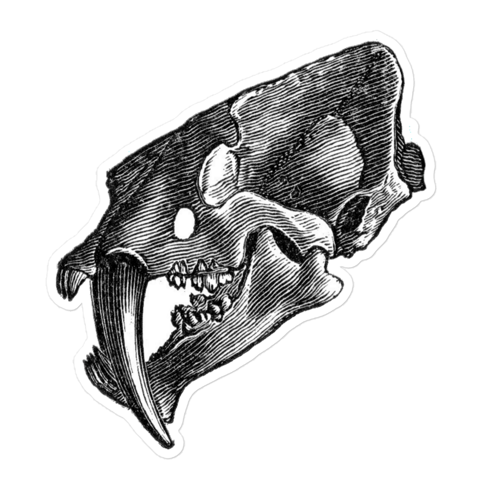 Smilodon Skull Vintage Illustration Kiss-cut Sticker