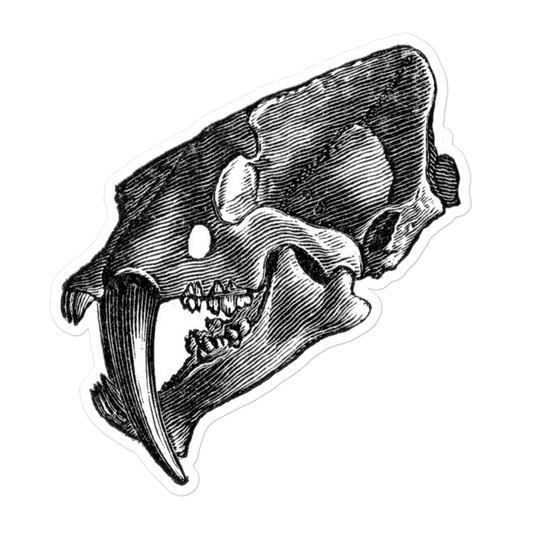 Smilodon Skull Vintage Illustration Kiss-cut Sticker